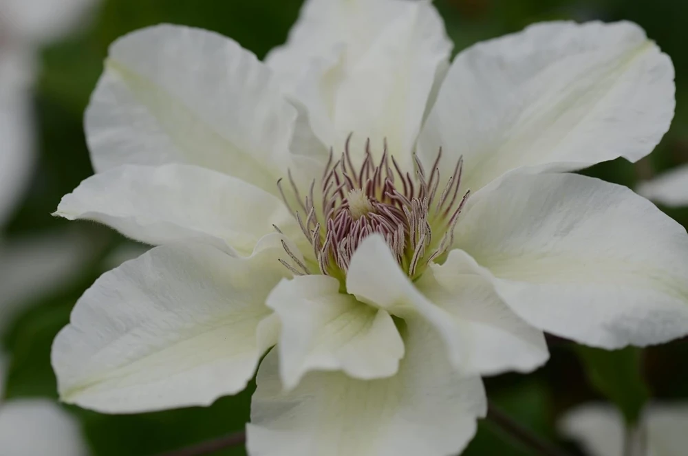 Kitty Boulevard Clematis Vine - White Fragrant Live Plant - 2.5" Pot - Image 1