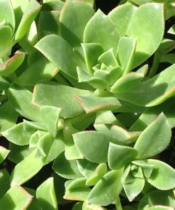 Kiwi Aeonium Succulent Live Plant - 2.5 inch Pot - Tricolor Rosettes - Indoor/Outdoor - Image 2