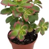 Kiwi Aeonium Succulent Live Plant - 2.5 inch Pot - Tricolor Rosettes - Indoor/Outdoor - Image 1