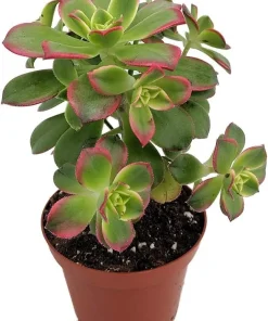 Kiwi Aeonium Succulent Live Plant - 2.5 inch Pot - Tricolor Rosettes - Indoor/Outdoor - Image 1