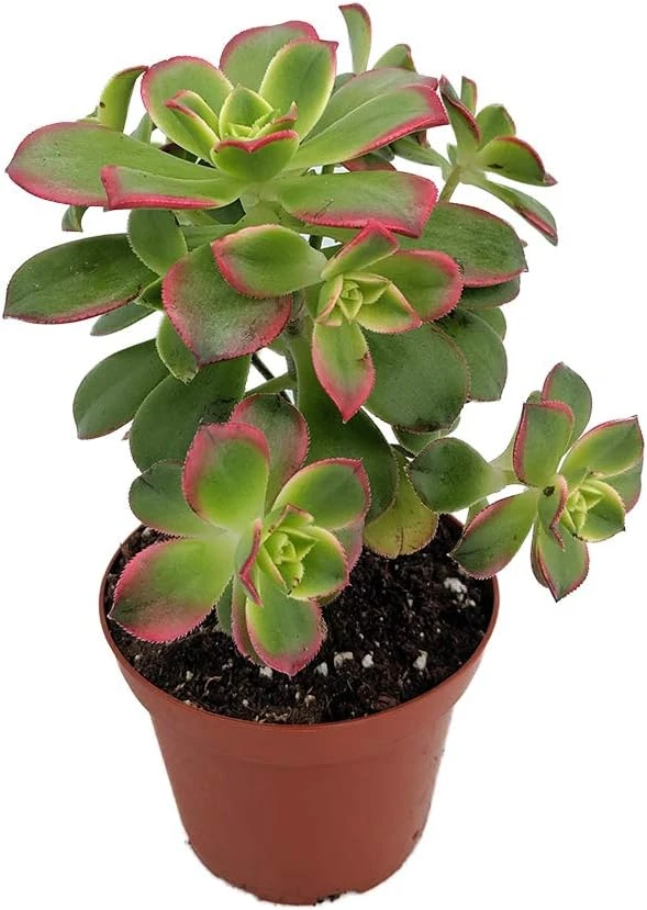 Kiwi Aeonium Succulent Live Plant - 2.5 inch Pot - Tricolor Rosettes - Indoor/Outdoor - Image 1