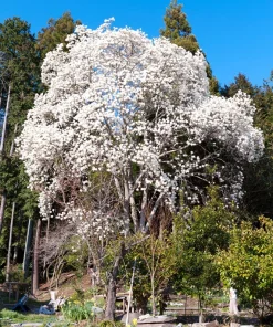 Kobus Magnolia Tree Seeds - 10 Seeds, White Pink Fragrant Flowers, Zones 4-8 - Image 10