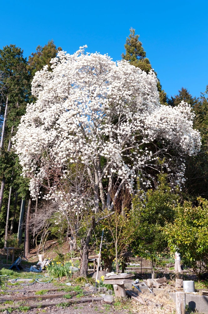 Kobus Magnolia Tree Seeds - 10 Seeds, White Pink Fragrant Flowers, Zones 4-8 - Image 10