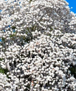 Kobus Magnolia Tree Seeds - 10 Seeds, White Pink Fragrant Flowers, Zones 4-8 - Image 2