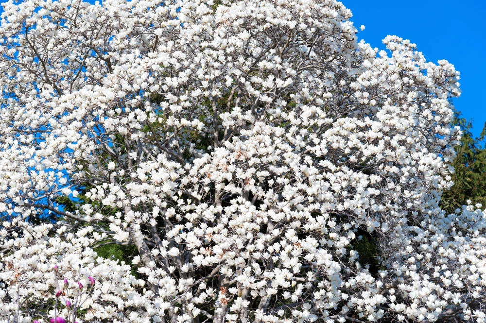 Kobus Magnolia Tree Seeds - 10 Seeds, White Pink Fragrant Flowers, Zones 4-8 - Image 2