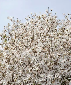 Kobus Magnolia Tree Seeds - 10 Seeds, White Pink Fragrant Flowers, Zones 4-8 - Image 3