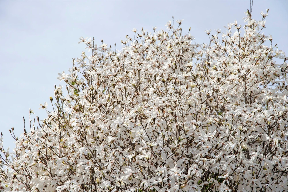 Kobus Magnolia Tree Seeds - 10 Seeds, White Pink Fragrant Flowers, Zones 4-8 - Image 3