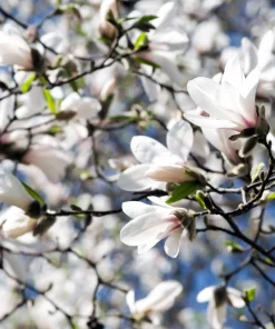Kobus Magnolia Tree Seeds - 10 Seeds, White Pink Fragrant Flowers, Zones 4-8 - Image 4