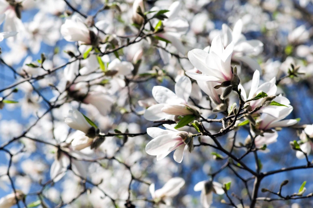 Kobus Magnolia Tree Seeds - 10 Seeds, White Pink Fragrant Flowers, Zones 4-8 - Image 4