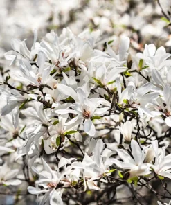Kobus Magnolia Tree Seeds - 10 Seeds, White Pink Fragrant Flowers, Zones 4-8 - Image 5