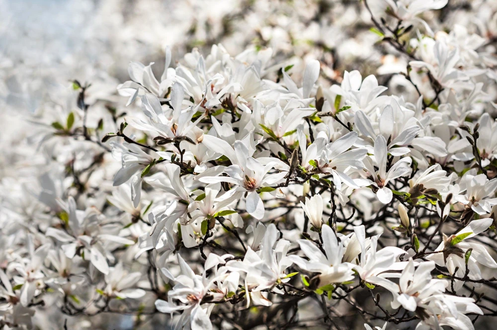 Kobus Magnolia Tree Seeds - 10 Seeds, White Pink Fragrant Flowers, Zones 4-8 - Image 5