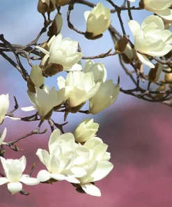 Kobus Magnolia Tree Seeds - 10 Seeds, White Pink Fragrant Flowers, Zones 4-8 - Image 6