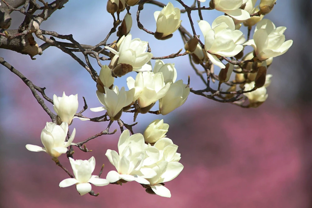 Kobus Magnolia Tree Seeds - 10 Seeds, White Pink Fragrant Flowers, Zones 4-8 - Image 6