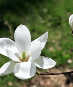 Kobus Magnolia Tree Seeds - 10 Seeds, White Pink Fragrant Flowers, Zones 4-8 - Image 8