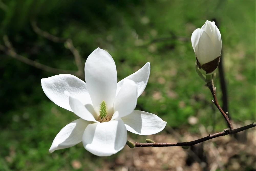 Kobus Magnolia Tree Seeds - 10 Seeds, White Pink Fragrant Flowers, Zones 4-8 - Image 8
