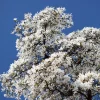 Kobus Magnolia Tree Seeds - 10 Seeds, White Pink Fragrant Flowers, Zones 4-8 - Image 1