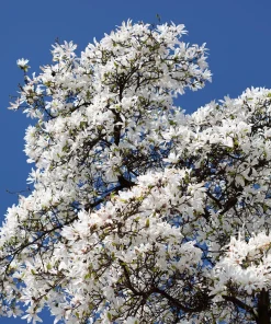 Kobus Magnolia Tree Seeds - 10 Seeds, White Pink Fragrant Flowers, Zones 4-8 - Image 1