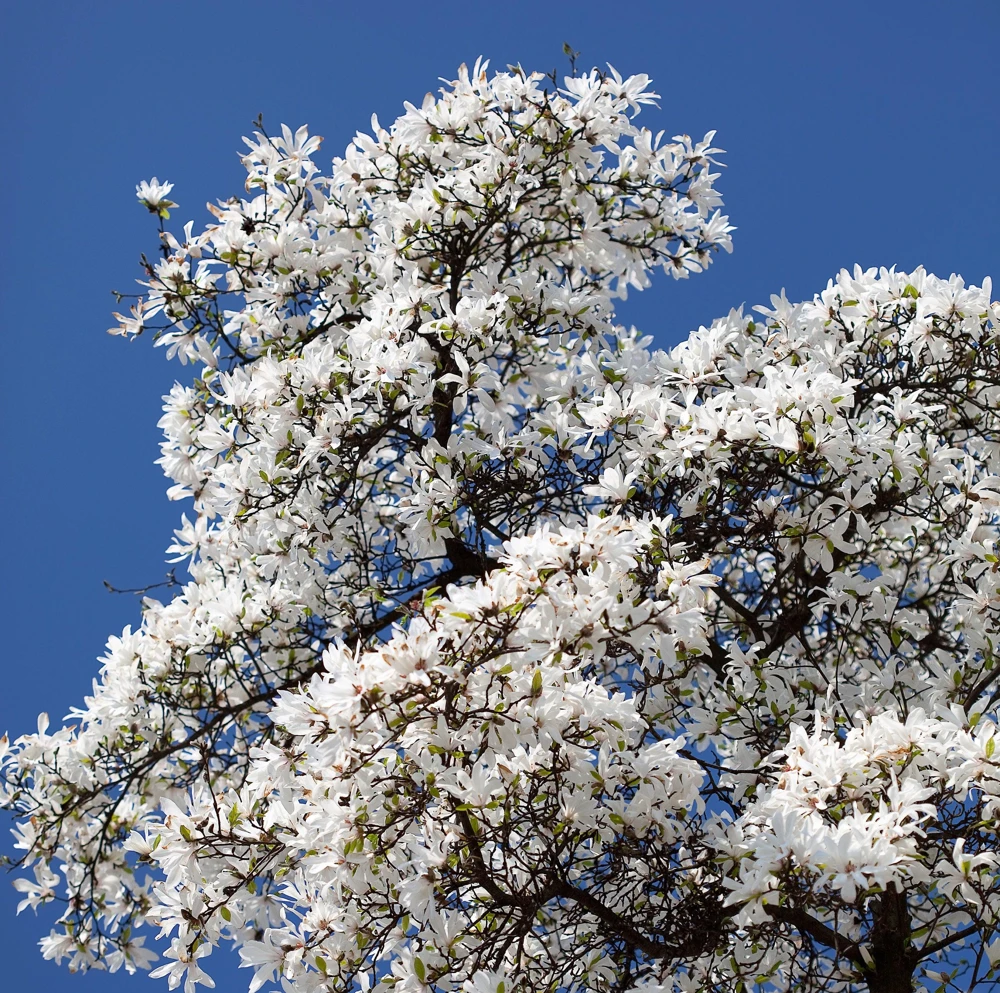 Kobus Magnolia Tree Seeds - 10 Seeds, White Pink Fragrant Flowers, Zones 4-8 - Image 1