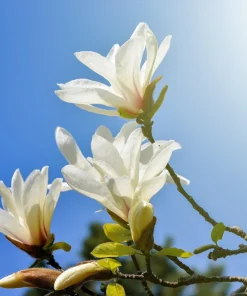 Kobus Magnolia Tree Seeds - 10 Seeds, White Pink Fragrant Flowers, Zones 4-8 - Image 9