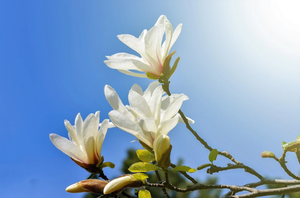 Kobus Magnolia Tree Seeds - 10 Seeds, White Pink Fragrant Flowers, Zones 4-8 - Image 9