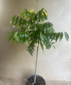 kohala longan in 10" Pot, air layered, lengkeng, kelengkeng, No Ship to HI or CA - Image 2