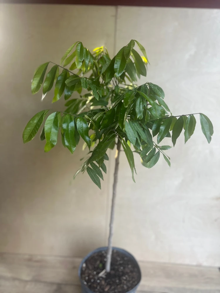 kohala longan in 10" Pot, air layered, lengkeng, kelengkeng, No Ship to HI or CA - Image 2