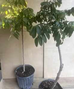 kohala longan in 10