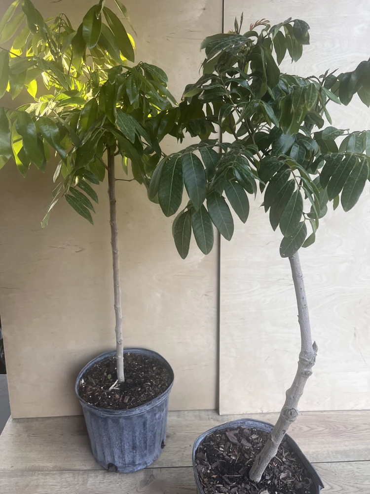 kohala longan in 10" Pot, air layered, lengkeng, kelengkeng, No Ship to HI or CA - Image 3