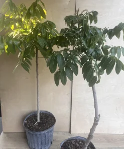 kohala longan in 10