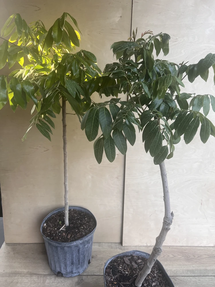 kohala longan in 10" Pot, air layered, lengkeng, kelengkeng, No Ship to HI or CA - Image 4