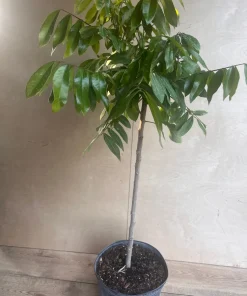 kohala longan in 10