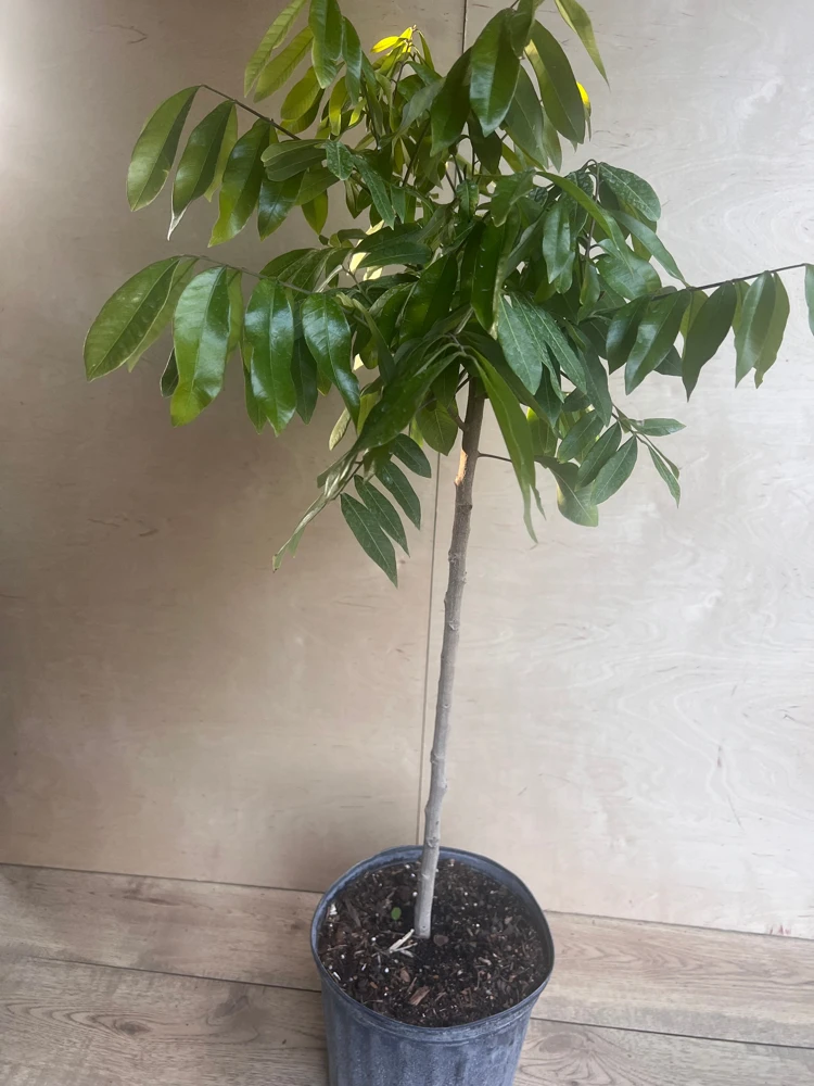 kohala longan in 10" Pot, air layered, lengkeng, kelengkeng, No Ship to HI or CA - Image 5