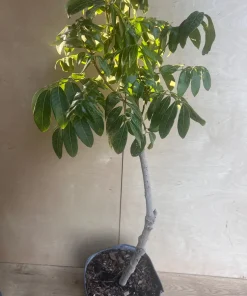 kohala longan in 10