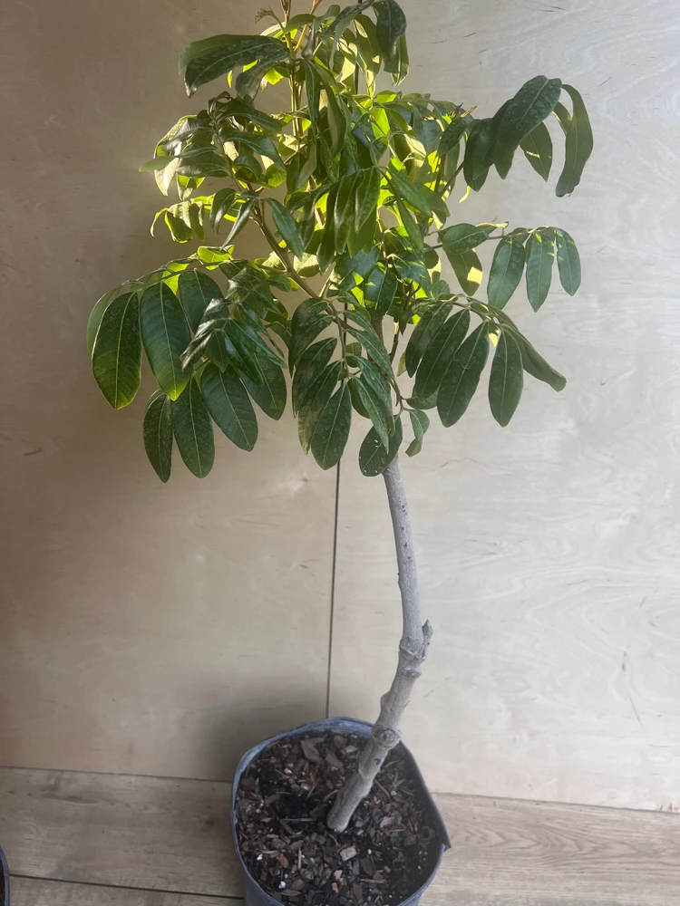 kohala longan in 10" Pot, air layered, lengkeng, kelengkeng, No Ship to HI or CA - Image 6