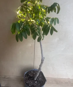 kohala longan in 10