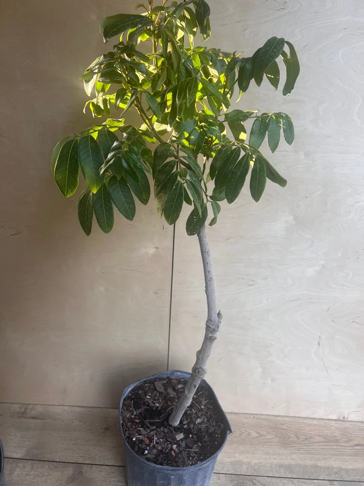 kohala longan in 10" Pot, air layered, lengkeng, kelengkeng, No Ship to HI or CA - Image 7