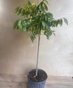 kohala longan in 10