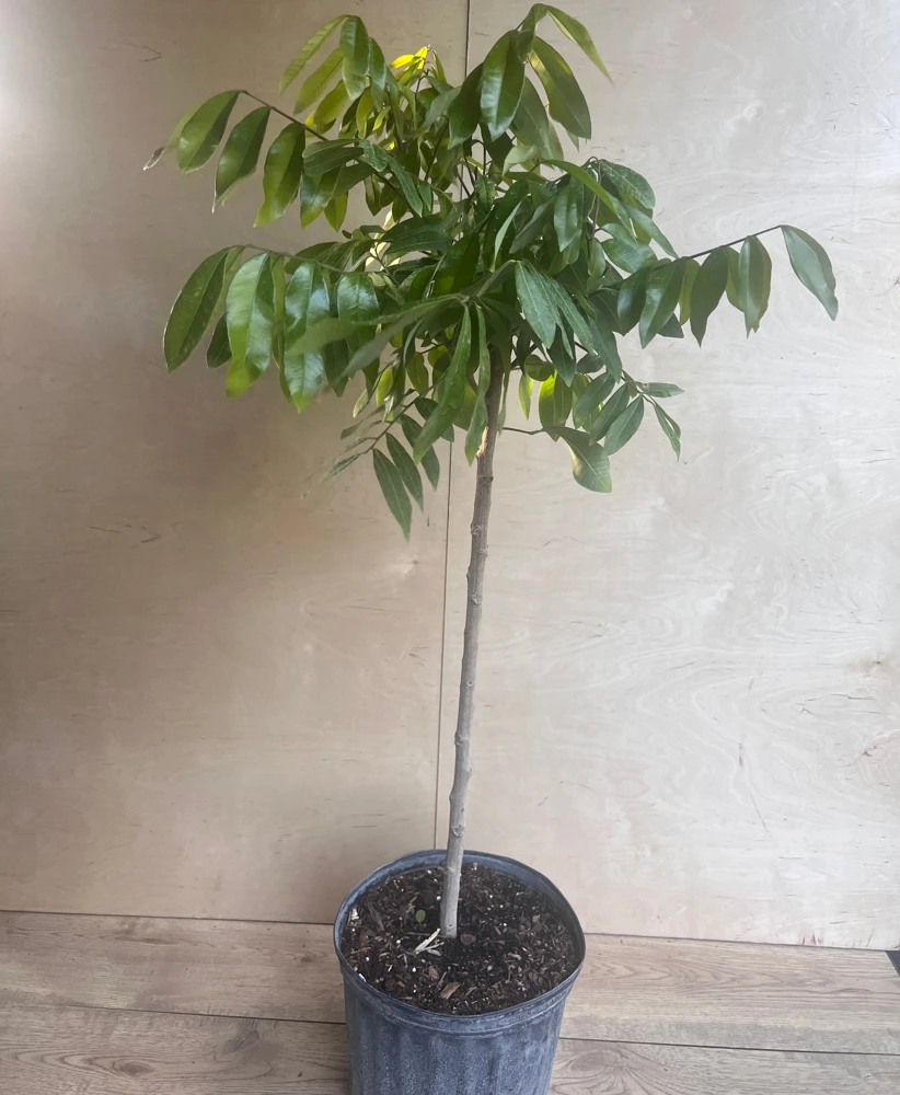 kohala longan in 10" Pot, air layered, lengkeng, kelengkeng, No Ship to HI or CA - Image 8