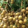 kohala longan in 10" Pot, air layered, lengkeng, kelengkeng, No Ship to HI or CA - Image 1