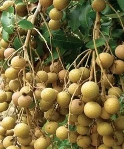 kohala longan in 10