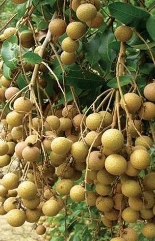 kohala longan in 10" Pot, air layered, lengkeng, kelengkeng, No Ship to HI or CA - Image 1