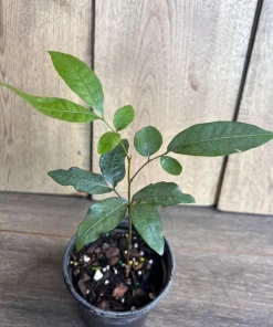 Kohala Longan in 4"" Pot, lengkeng, kelengkeng, NO ship HI or CA - Image 2