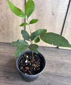 Kohala Longan in 4