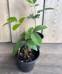 Kohala Longan in 4