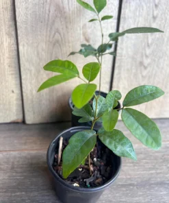 Kohala Longan in 4
