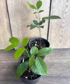 Kohala Longan in 4