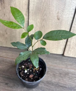 Kohala Longan in 4