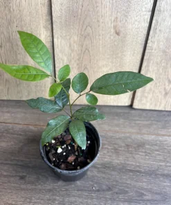 Kohala Longan in 4