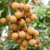 Kohala Longan in 4"" Pot, lengkeng, kelengkeng, NO ship HI or CA - Image 1