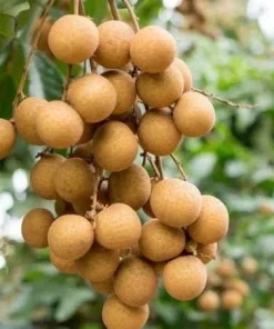 Kohala Longan in 4